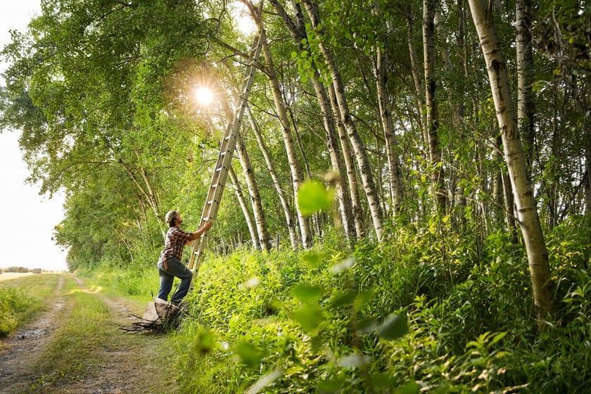 Identifying and Dealing with Deadwood in Trees: A Guide for Homeowners