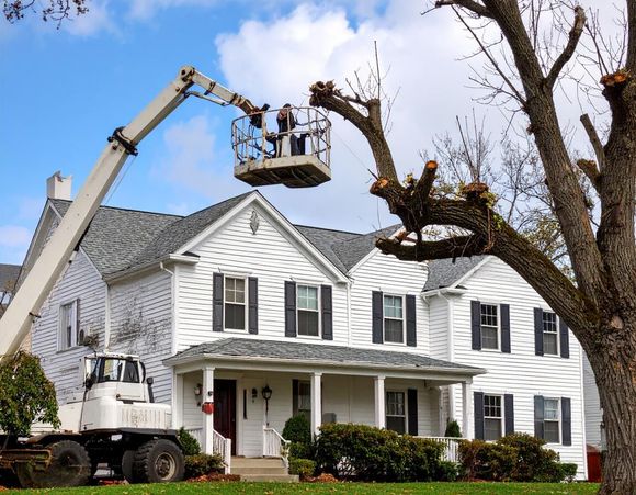 Dead Branches Removal On Tree in Boise, Idaho