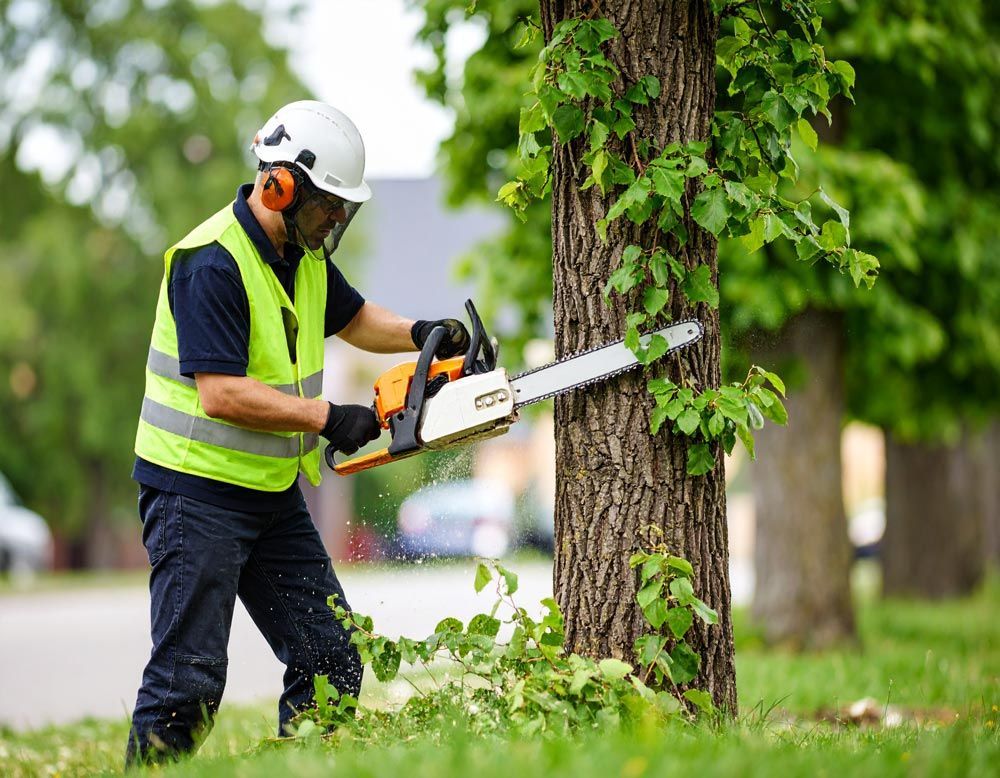 Tree Removal Services for Residential Areas in Boise, Idaho