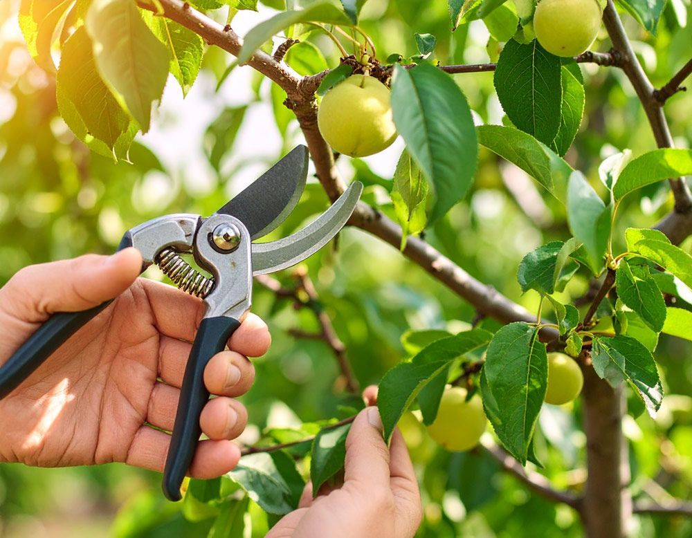 Fruit Prune Services in Boise, Idaho