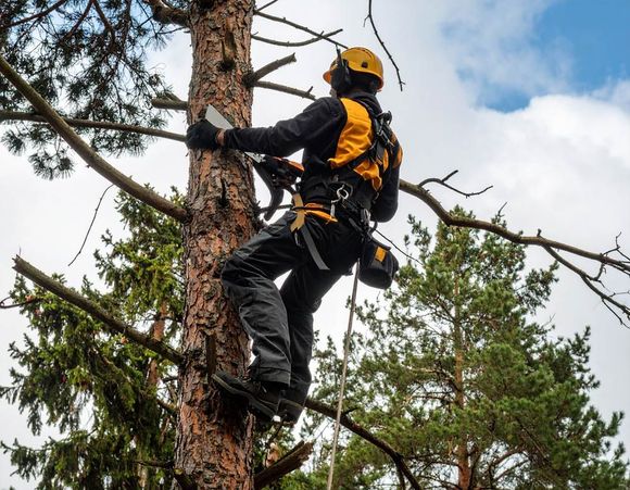 Selectively Removing Tree Branches To Create a Stronger Tree Structure in Boise, Idaho