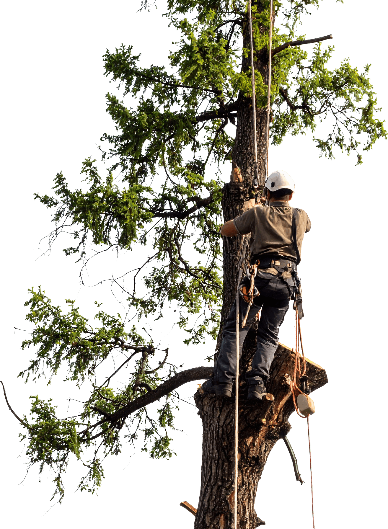 A large tree is being cut down by a man suspended ropes in Boise, Idaho
