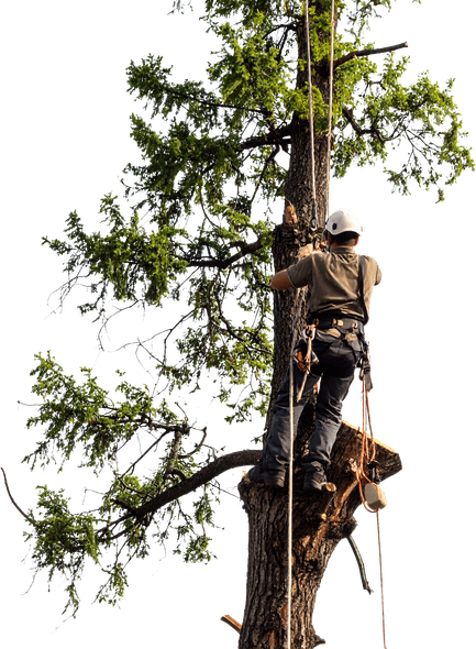Florence Arborist