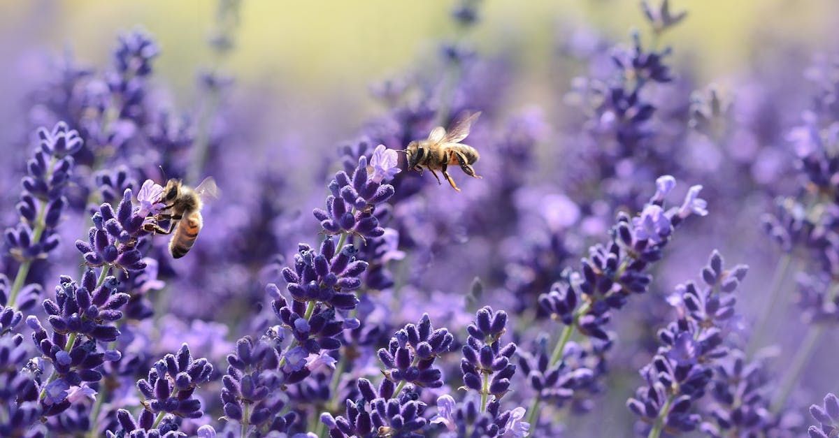 Zwei Bienen sitzen auf Lavendelpflanzen