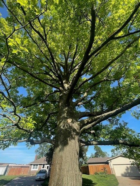 Tree Pruning and Trimming — Colwich, KS — A & M Tree Service & Stump Grinding