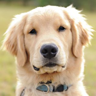 Golden Retriever — Winston-Salem, NC — A Dog's Purpose