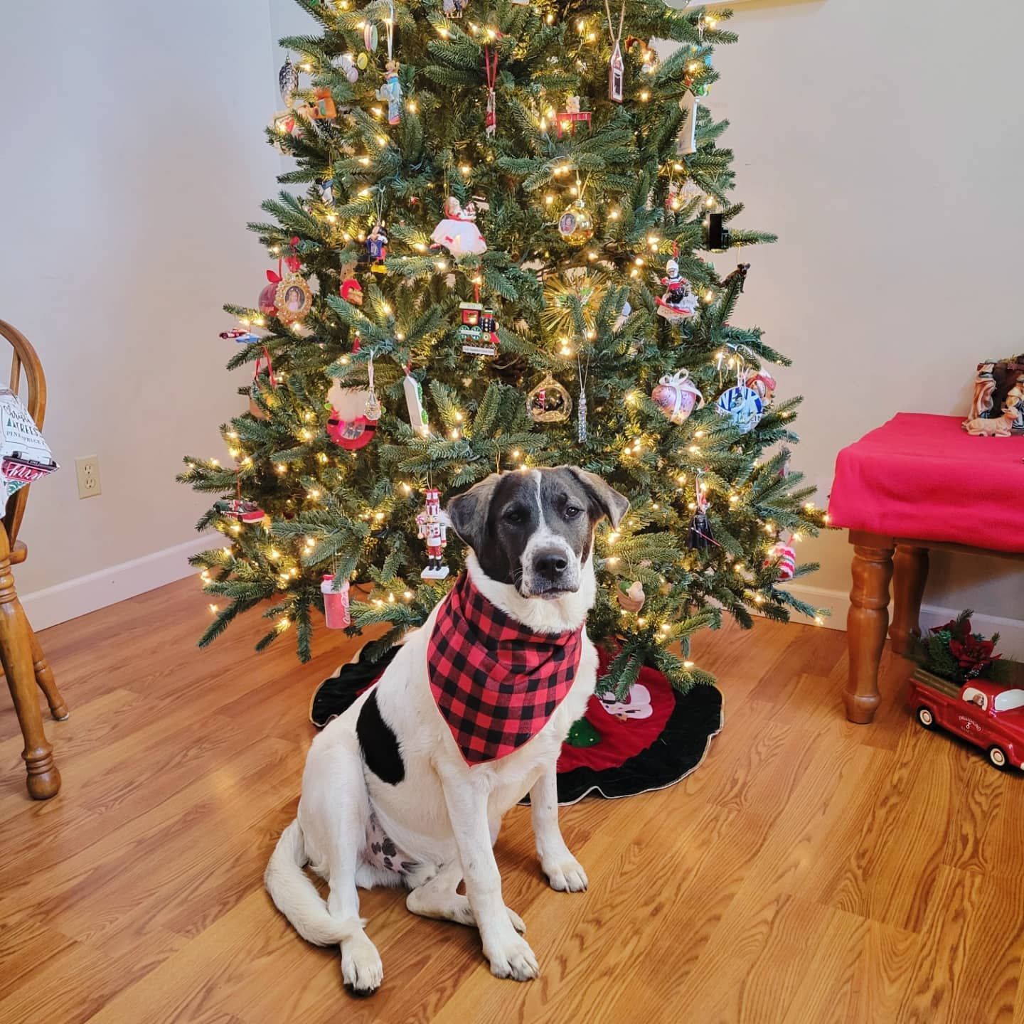 Dog under the Christmas Tree — Winston-Salem, NC — A Dog's Purpose