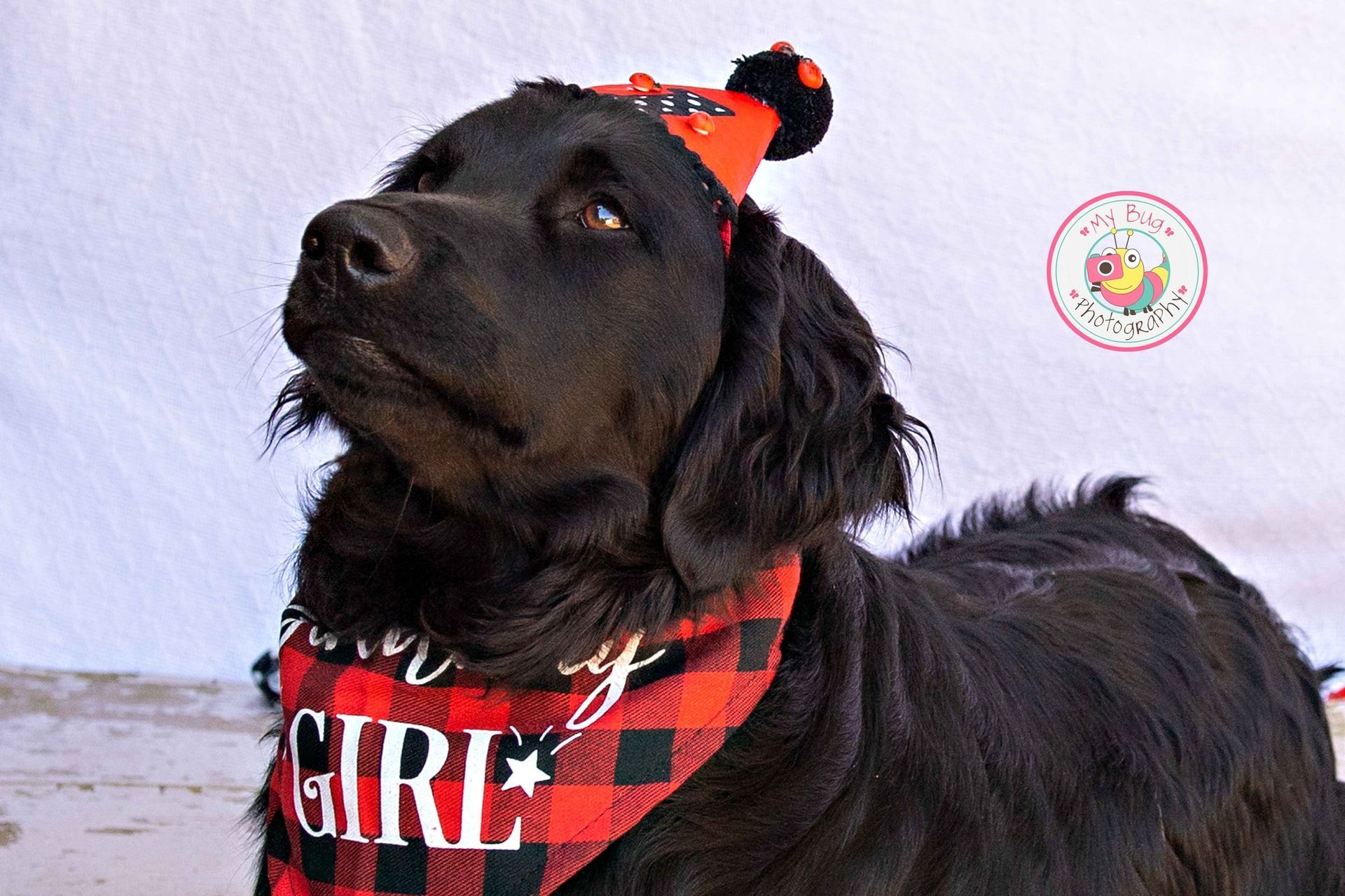 Dog's Birthday Celebrant — Winston-Salem, NC — A Dog's Purpose