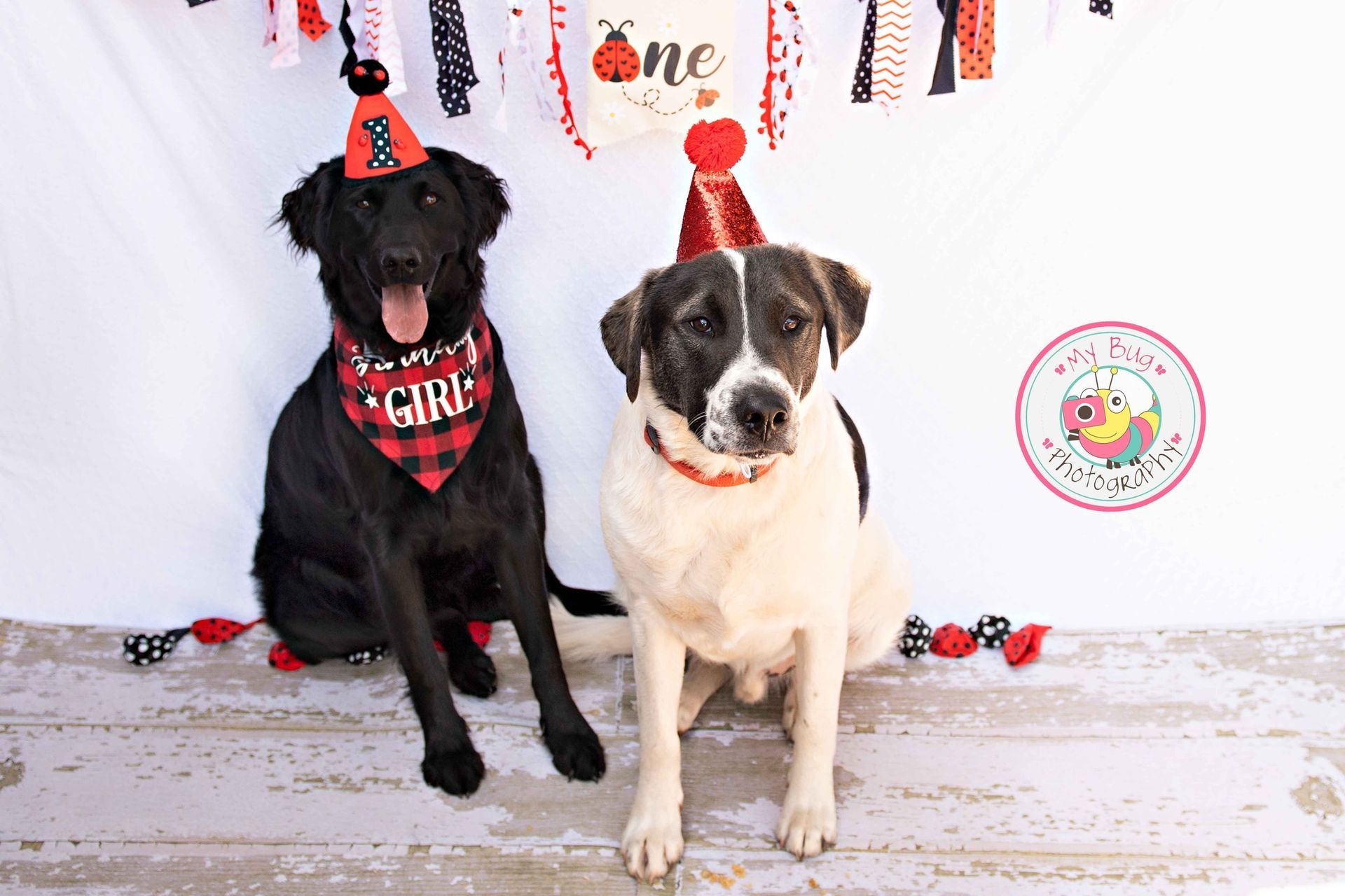 Dogs Birthday Celebration — Winston-Salem, NC — A Dog's Purpose