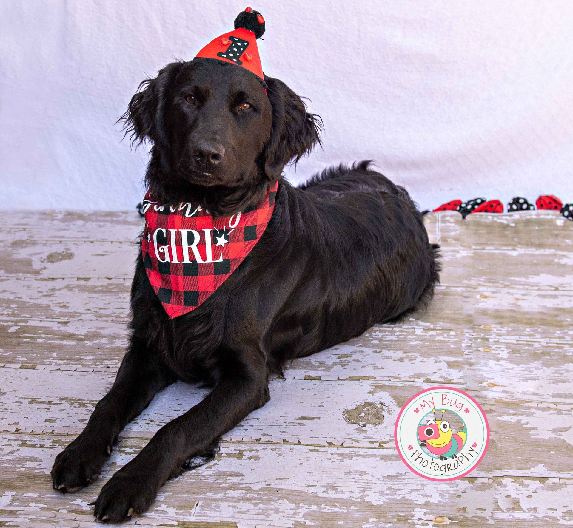 Birthday Girl — Winston-Salem, NC — A Dog's Purpose