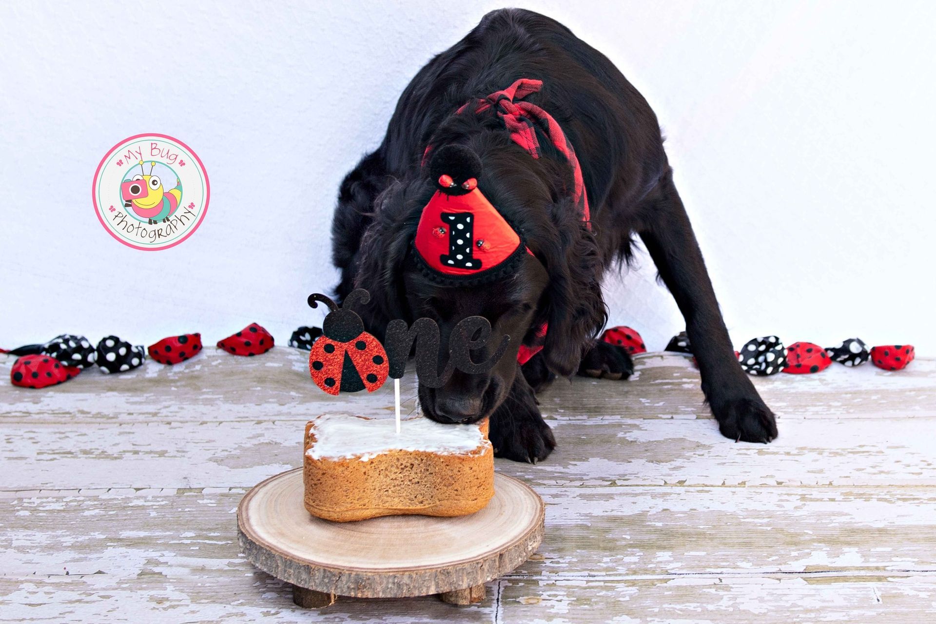 Dog Eating Cake — Winston-Salem, NC — A Dog's Purpose