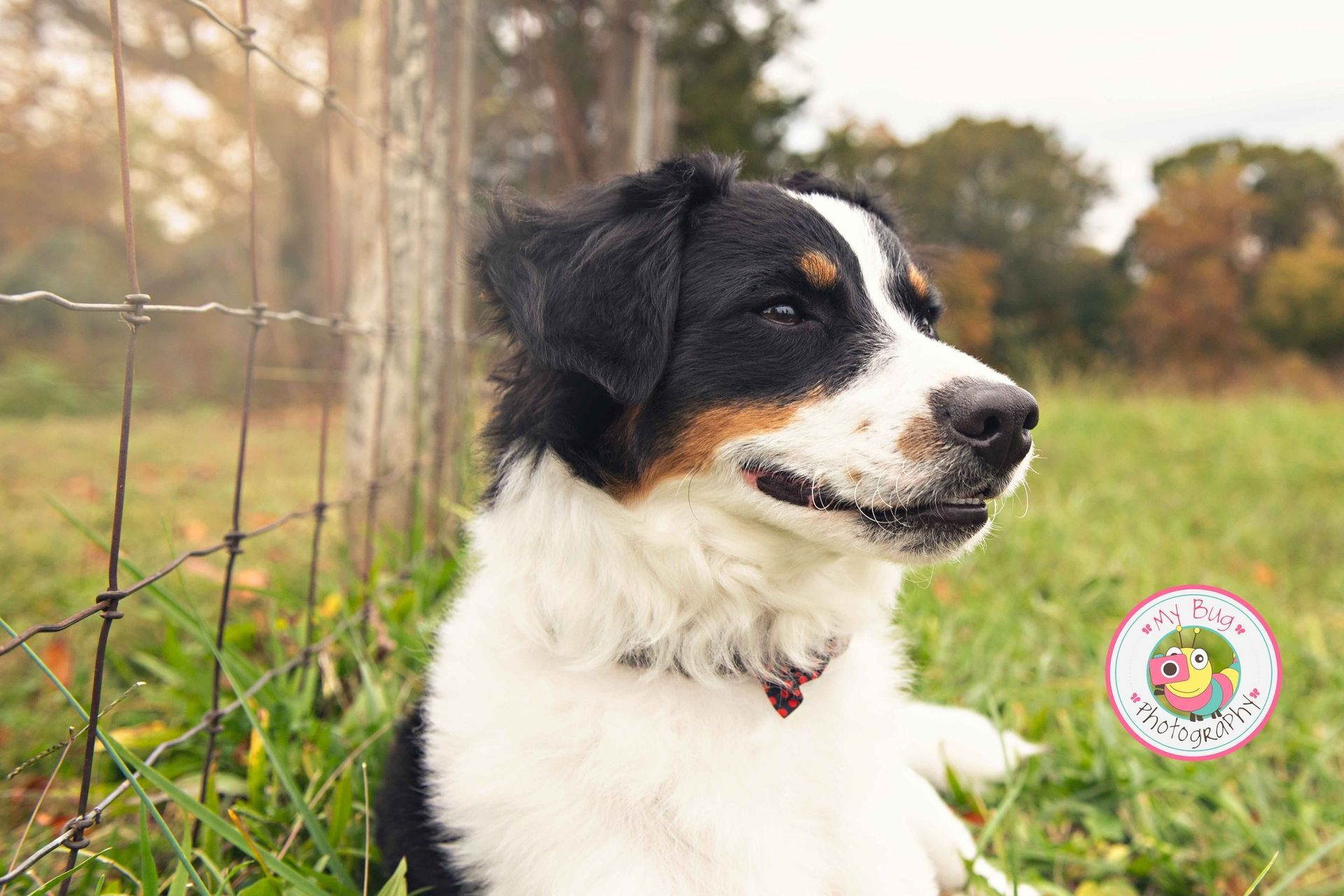 Cute Big Dog — Winston-Salem, NC — A Dog's Purpose