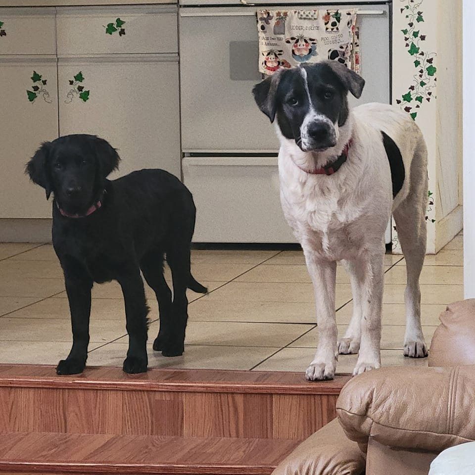 Two Adorable Dogs — Winston-Salem, NC — A Dog's Purpose