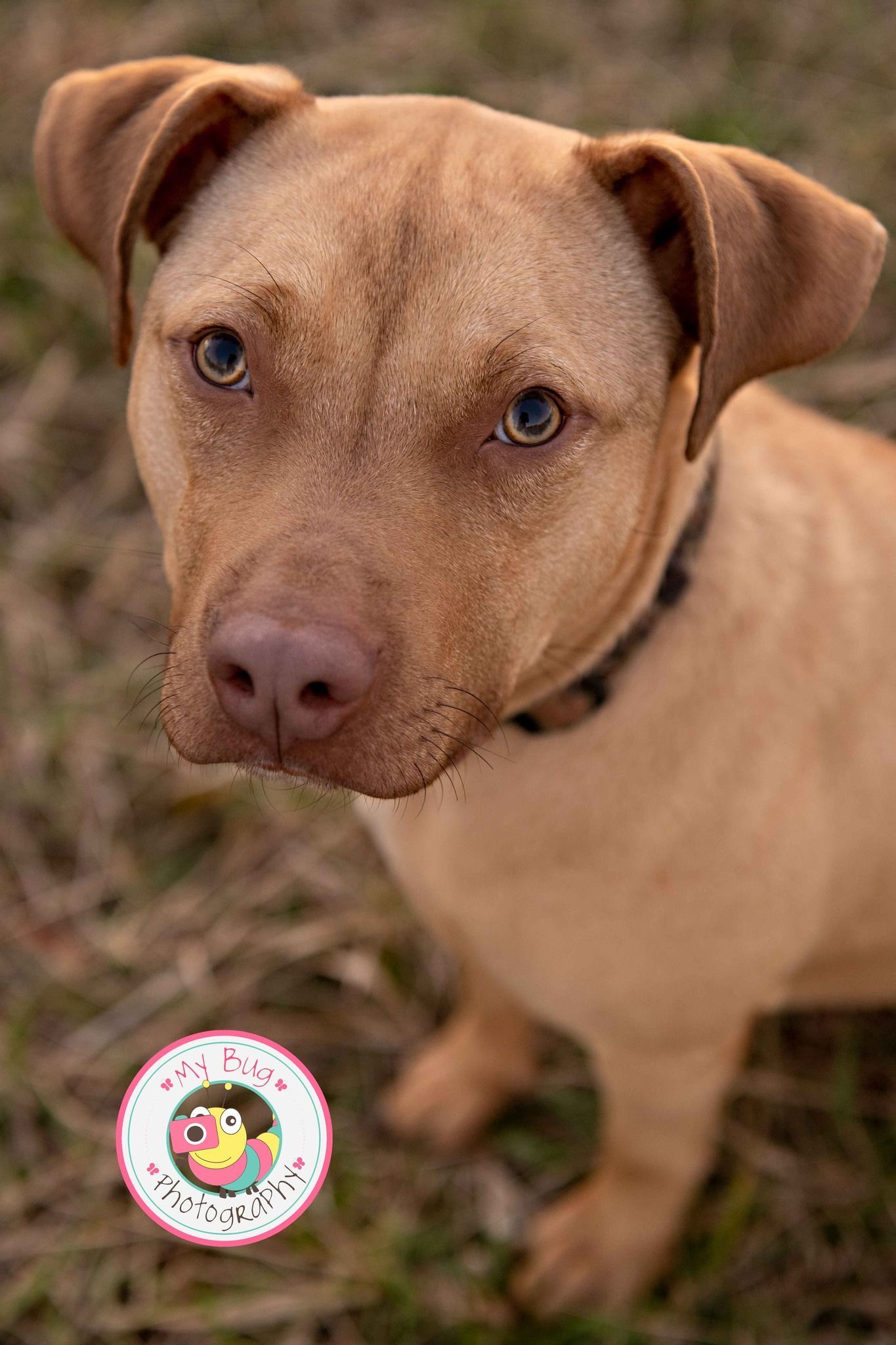 Beautiful Brown Dog — Winston-Salem, NC — A Dog's Purpose