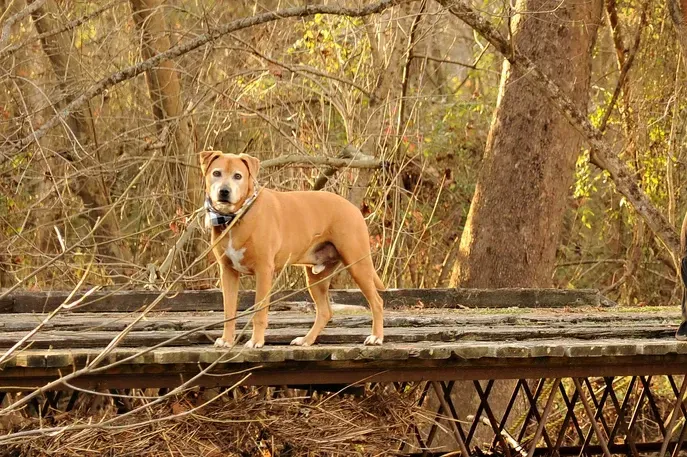 Dog Looking at the Camera — Winston-Salem, NC — A Dog's Purpose