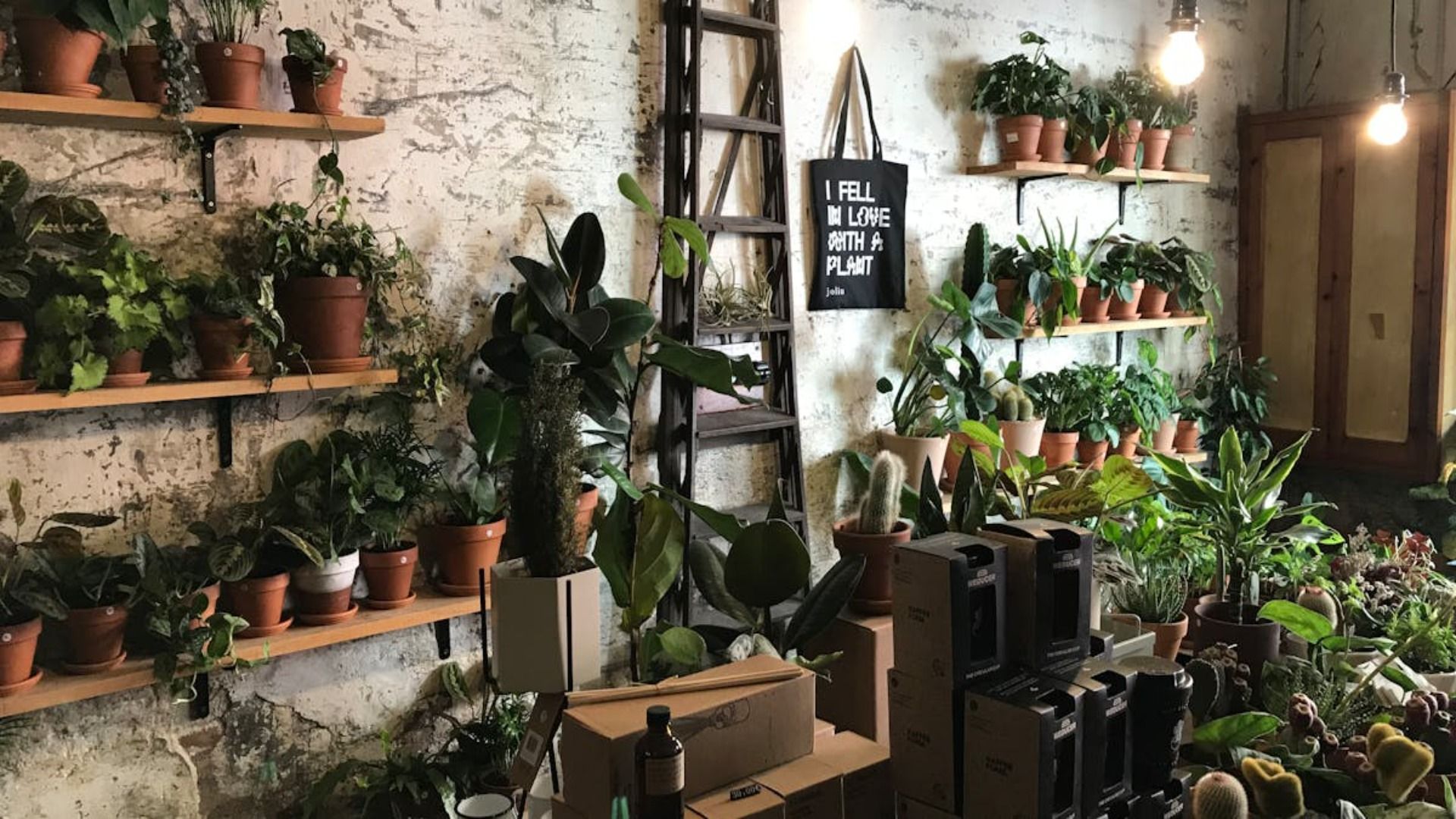 Una habitación llena de plantas en macetas y estantes.