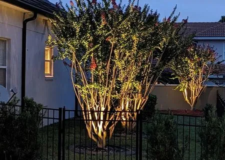Trees illuminated with golden lights in a fenced yard at dusk.