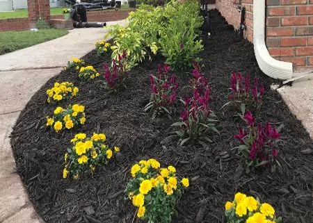 Flower bed with yellow and burgundy flowers beside a brick house and sidewalk