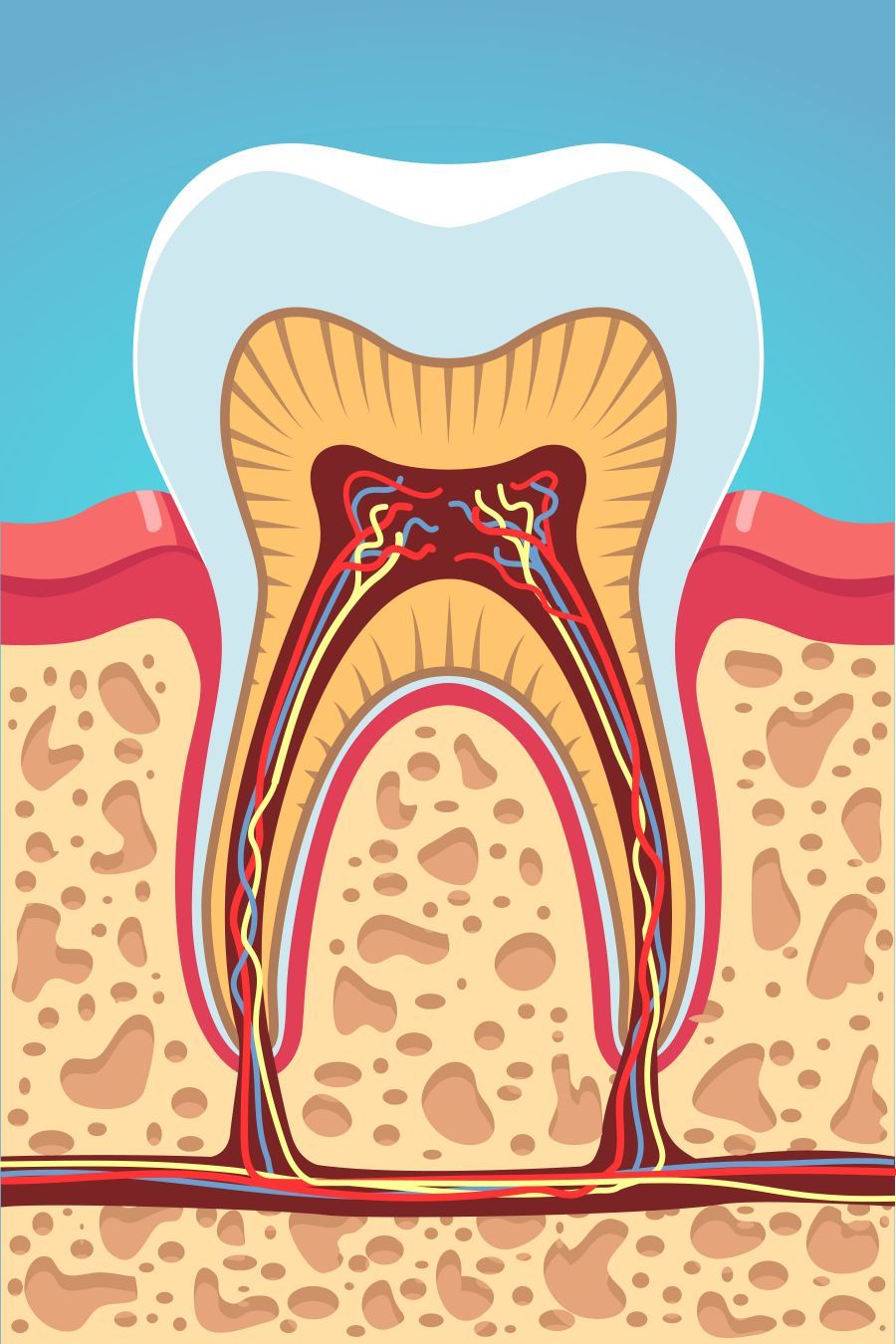 grafica struttura del dente