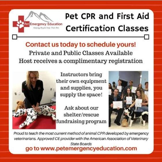 Pet CPR and First Aid Certification Classes — Pet Care Services in Jacksonville, FL