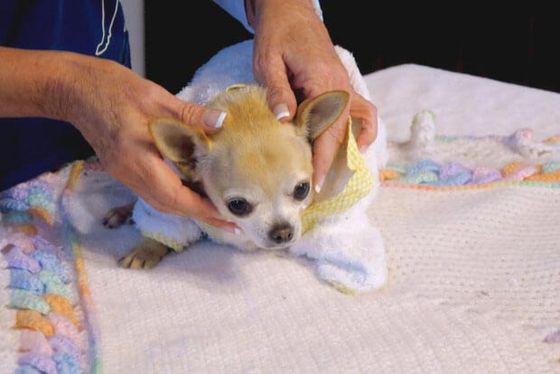 Dog getting massage — Pet Massage Services in Jacksonville, FL