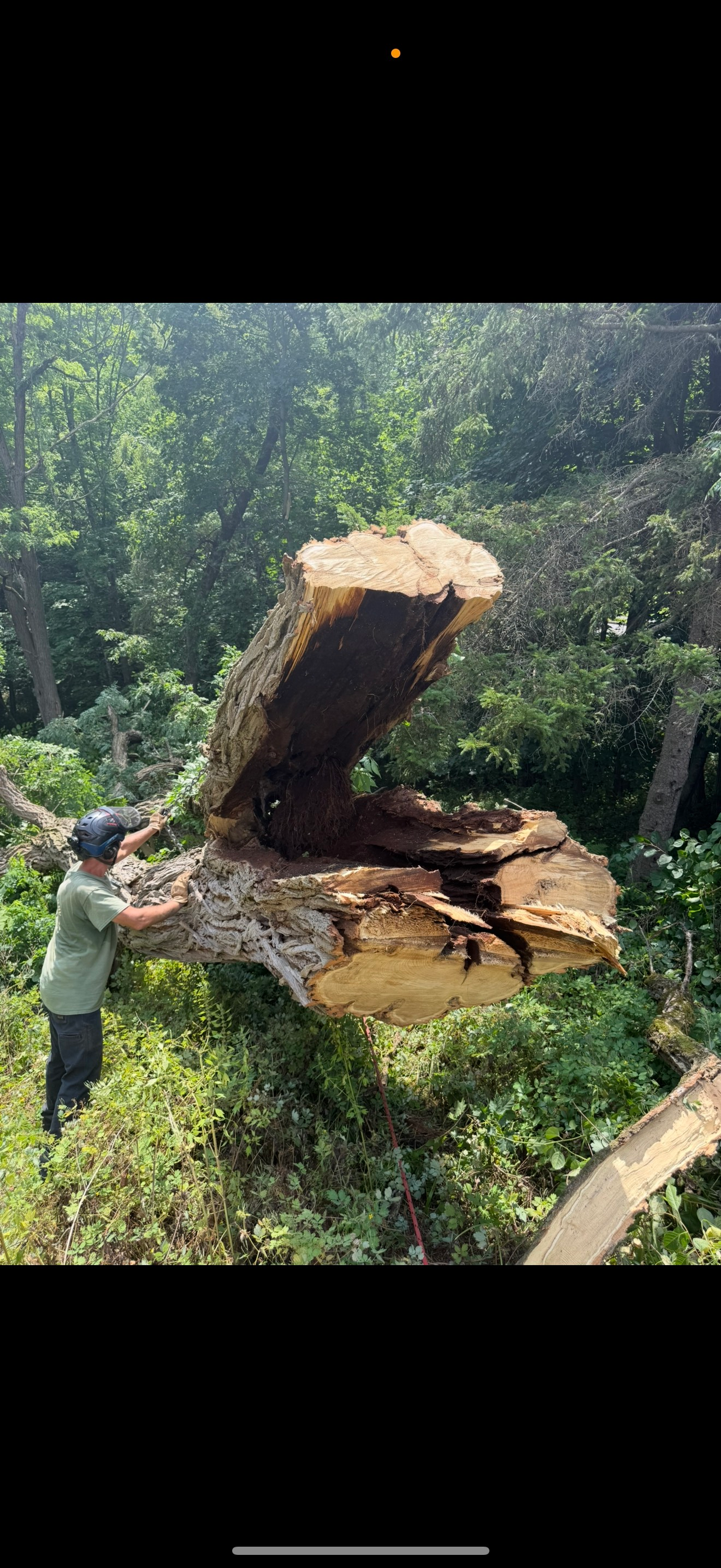 Man with a hat standing next to a large cut tree trunk outdoors, surrounded by foliage.