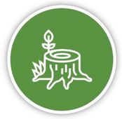 Tree stump with a sprout growing, in a green circle.