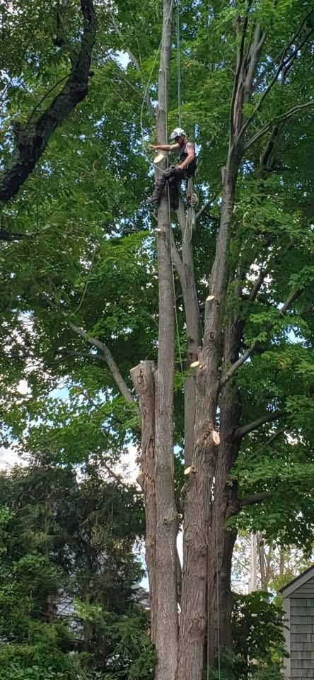 Arborist in tree trimming branches.  Green foliage surrounds the tree. Bright sunny day.