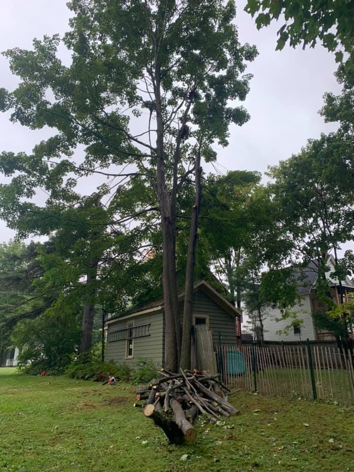 A partially trimmed tree behind a green shed and pile of logs, set in a yard on a cloudy day.