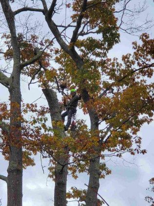 Arborist in a tree, pruning branches. Autumn foliage with a gray sky.