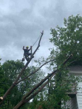Arborist high in a tree, cutting branches under cloudy skies.