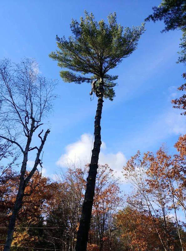 Person atop tall tree, trimming branches. Blue sky backdrop, fall foliage surrounds.