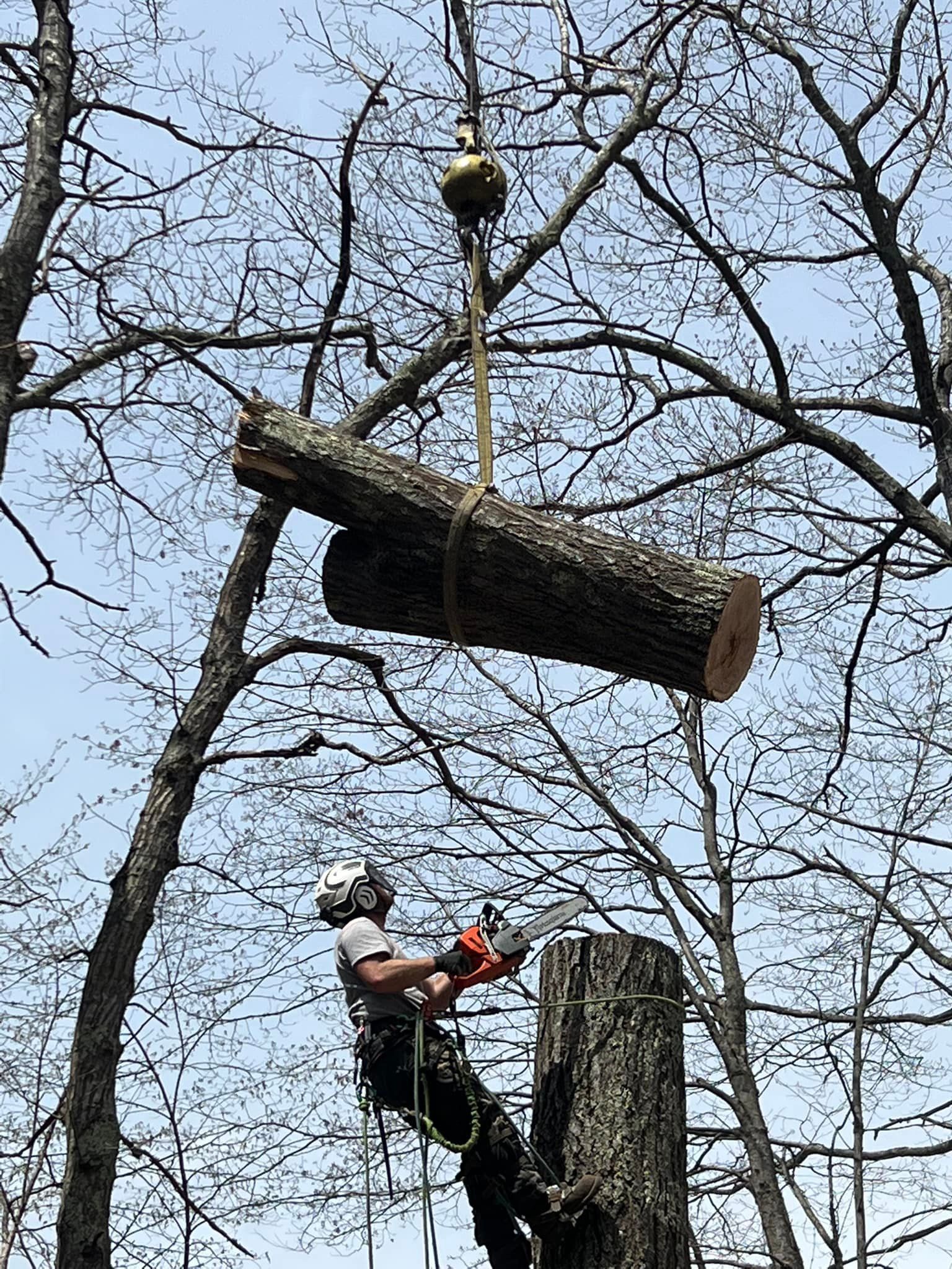 Arborist cutting tree trunk with chainsaw; crane lifts a log in a forest.