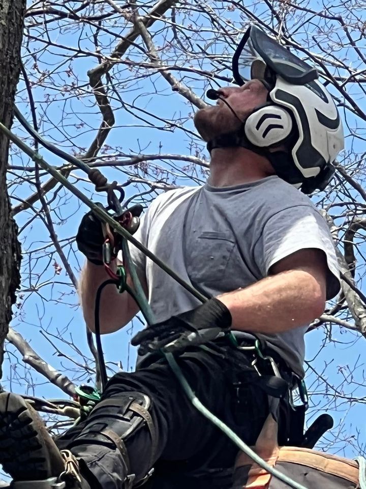 Arborist in safety gear, looking up at tree branches, inspecting and working, in a sunny environment.