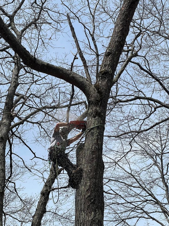 A tree climber with a chainsaw cuts a tree branch, secured by ropes, outdoors.