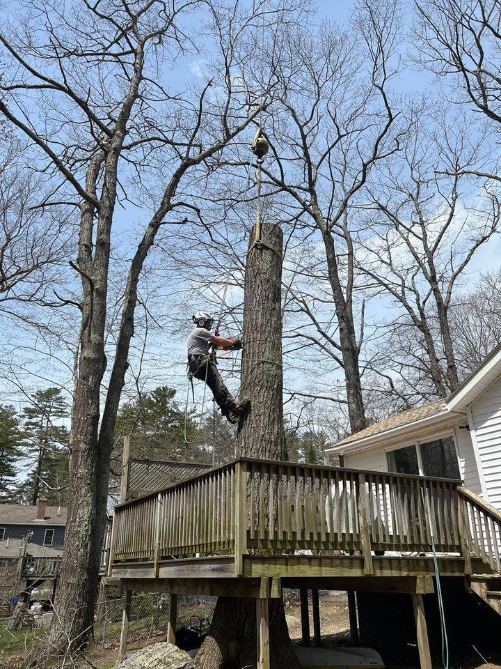 Tree service worker cutting a tree trunk next to a wooden deck, blue sky.