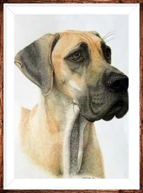 Great Dane - Pet Portrait in Pencil