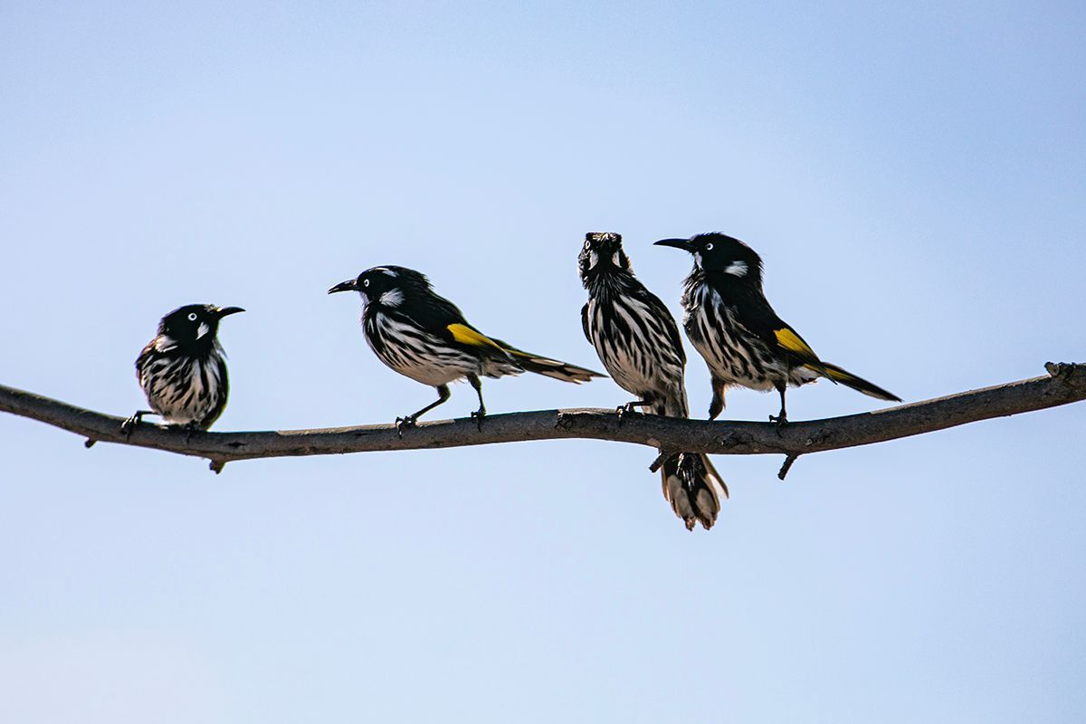 New Holland Honey Eaters