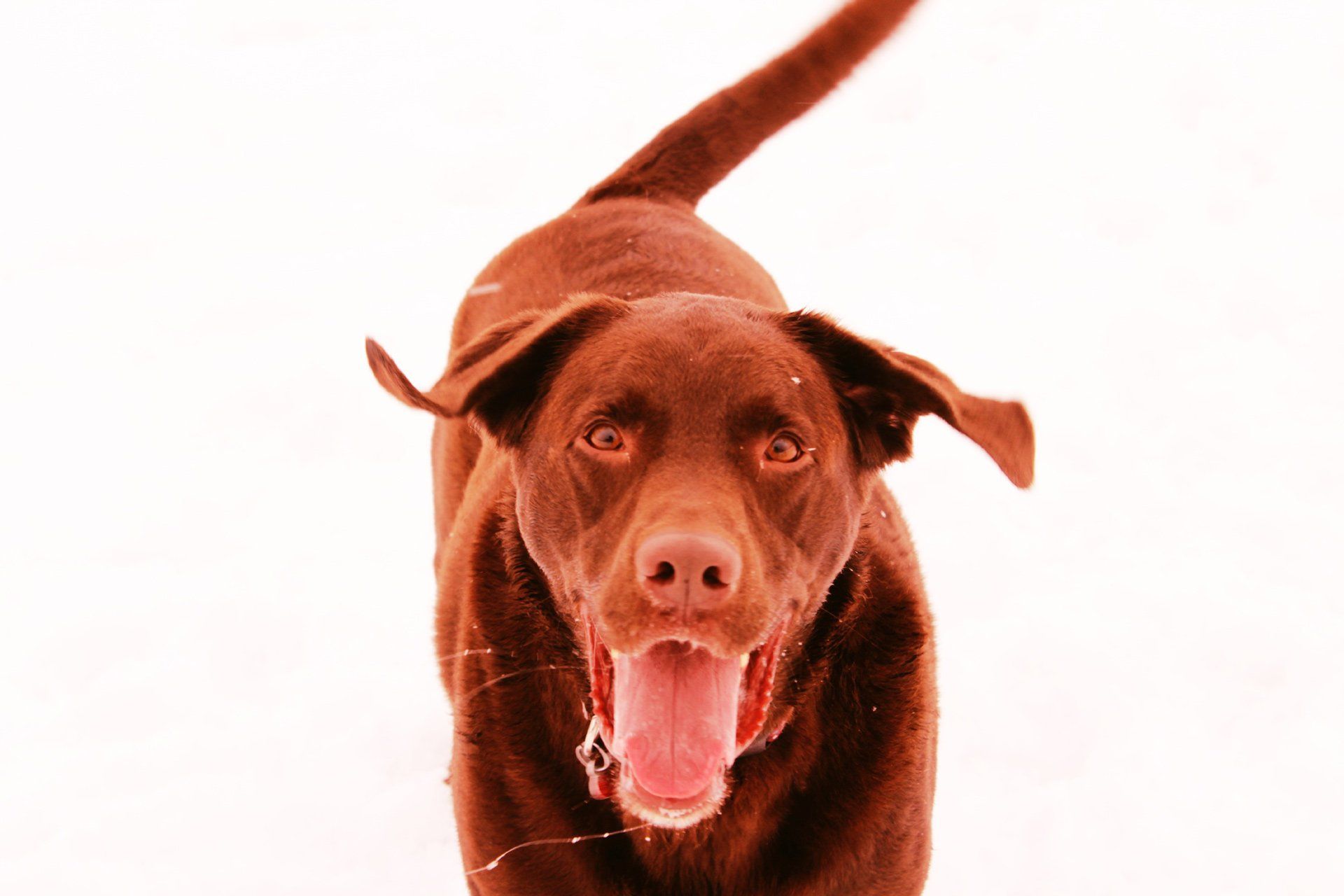 Brown Dog