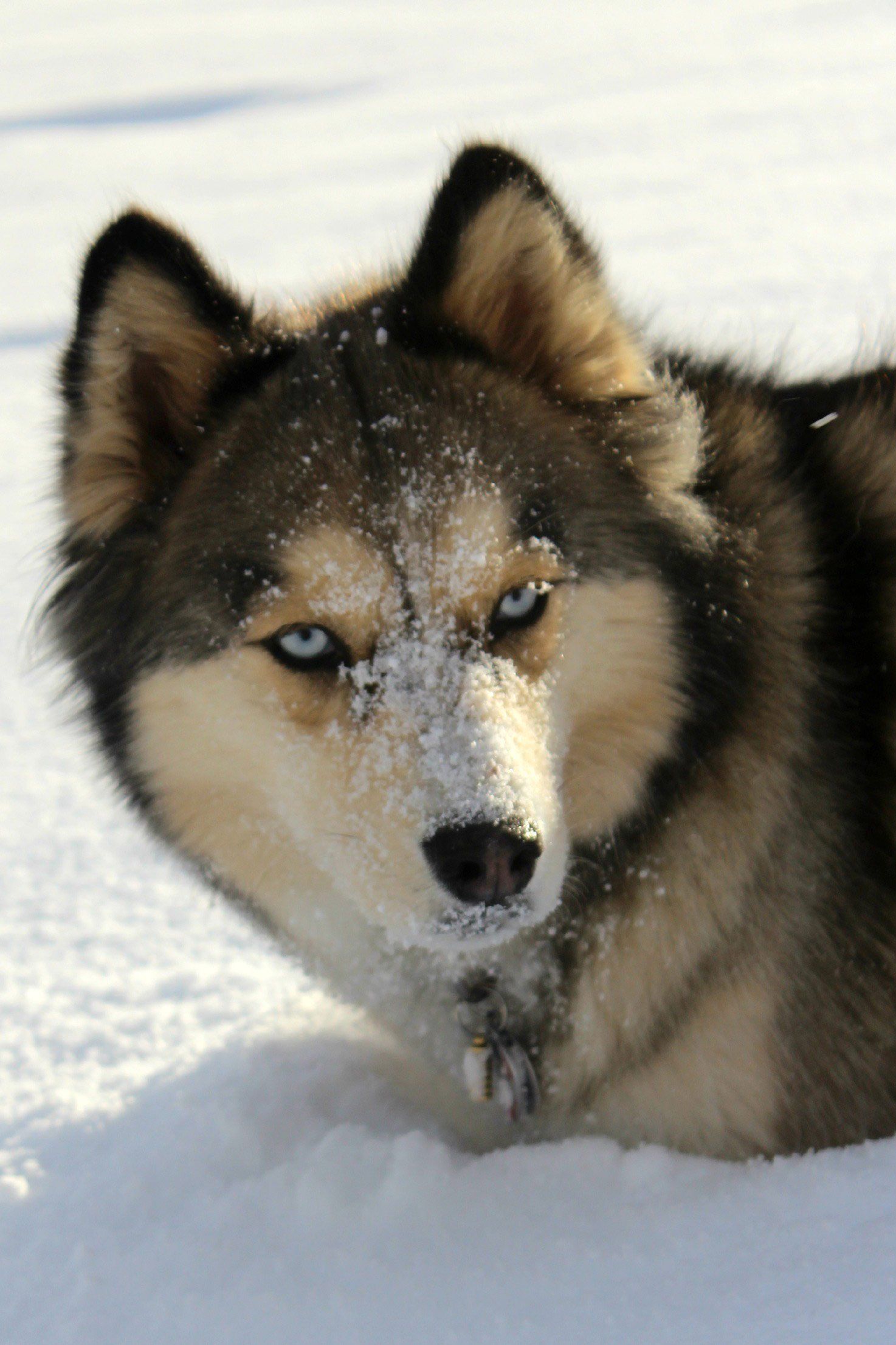 Husky