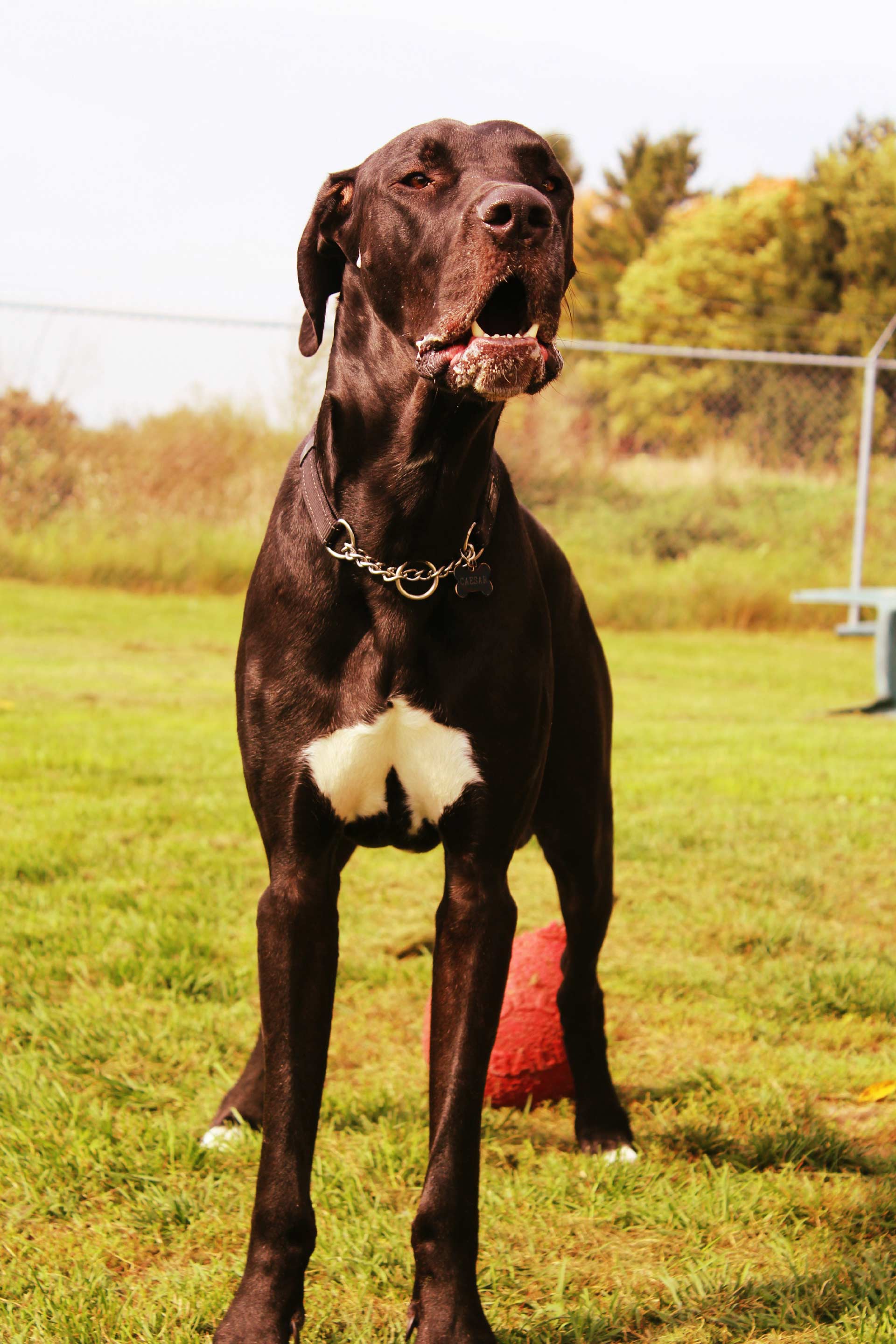 Black dog with white spot