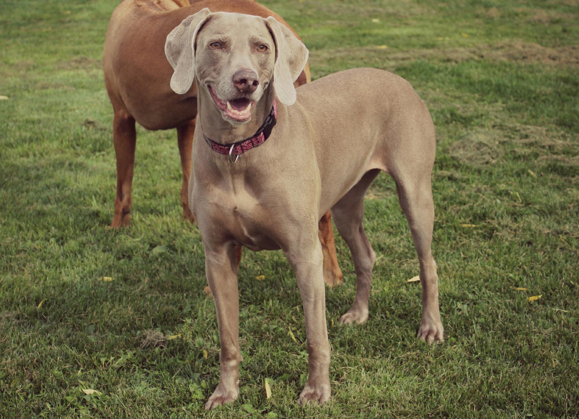 Grey Dog