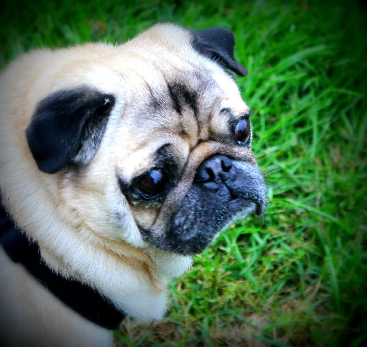 Pug
