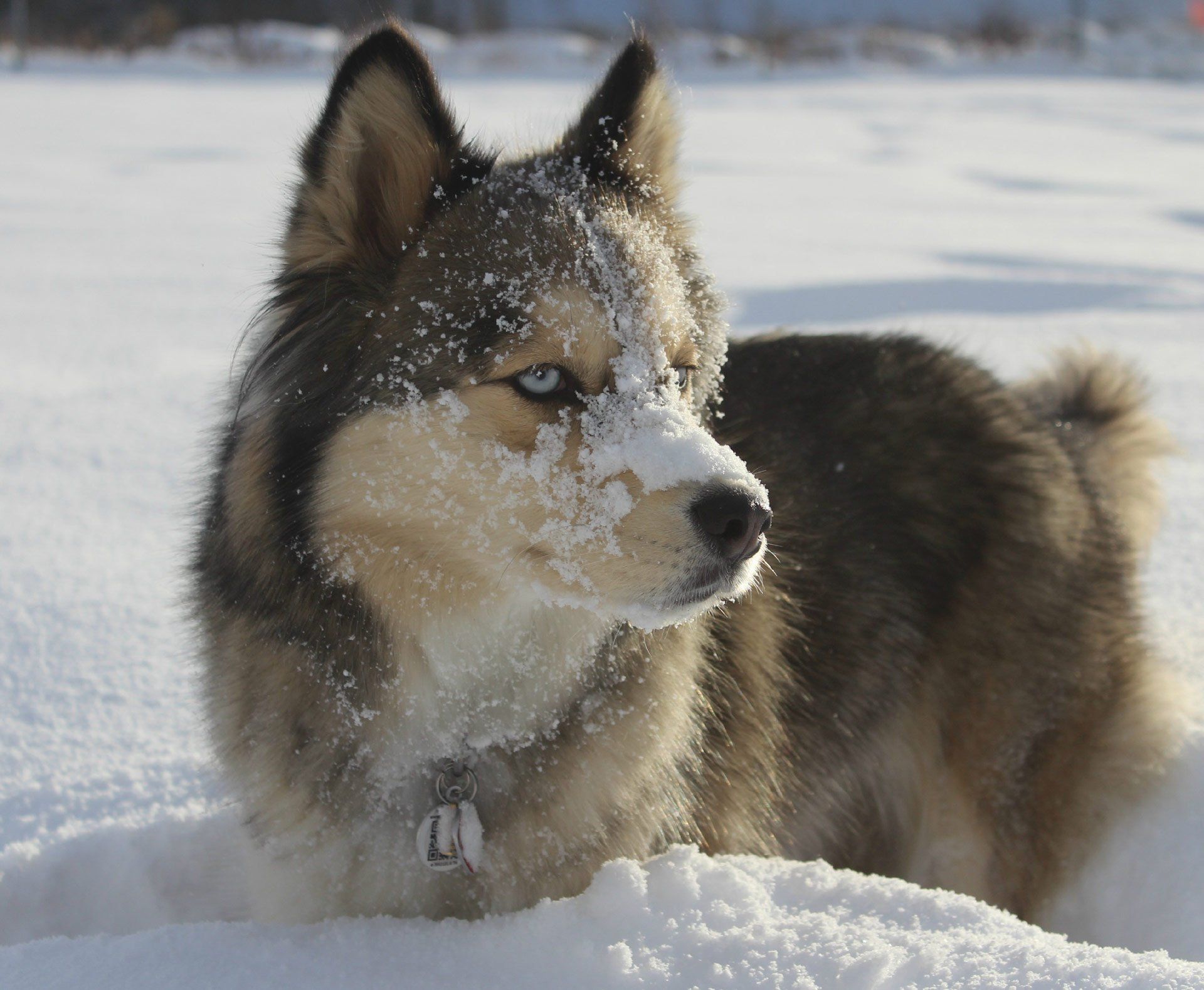 Husky on snow
