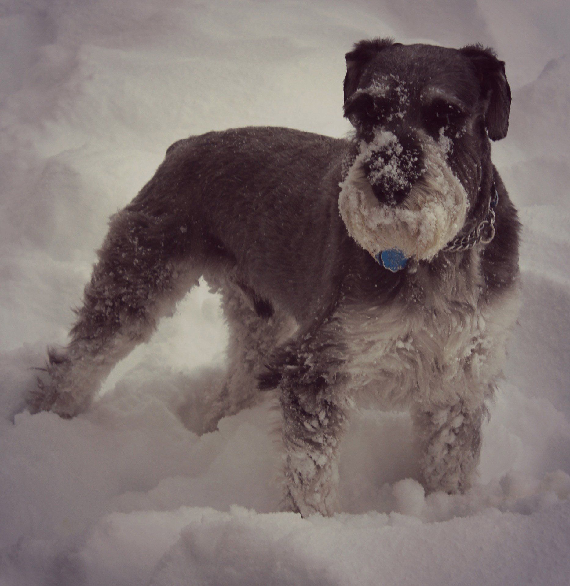 Black dog playing on snow