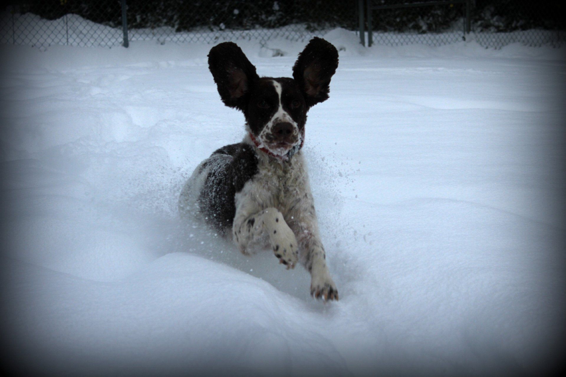 Black and  white dog on snow