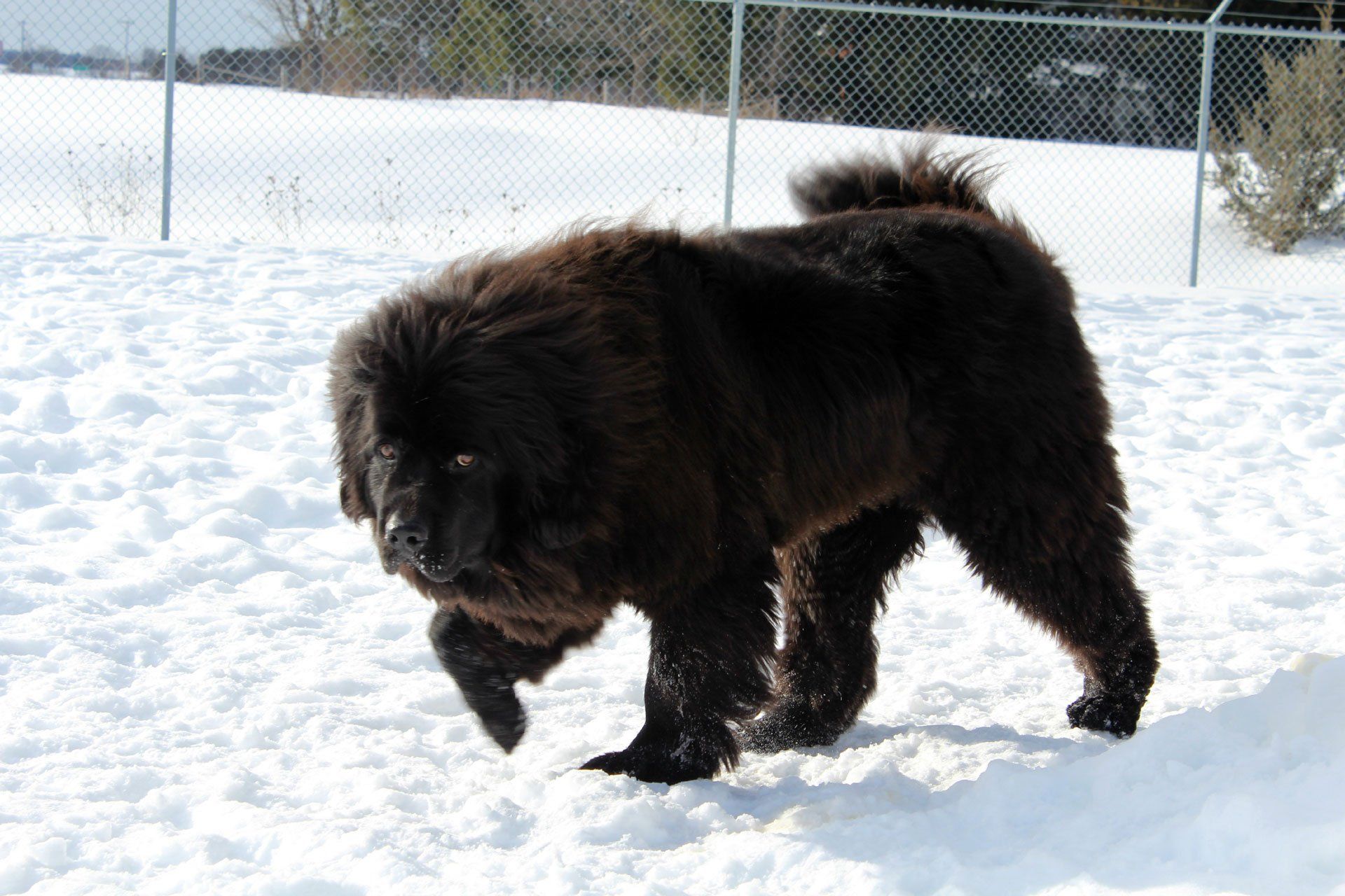 Big black dog