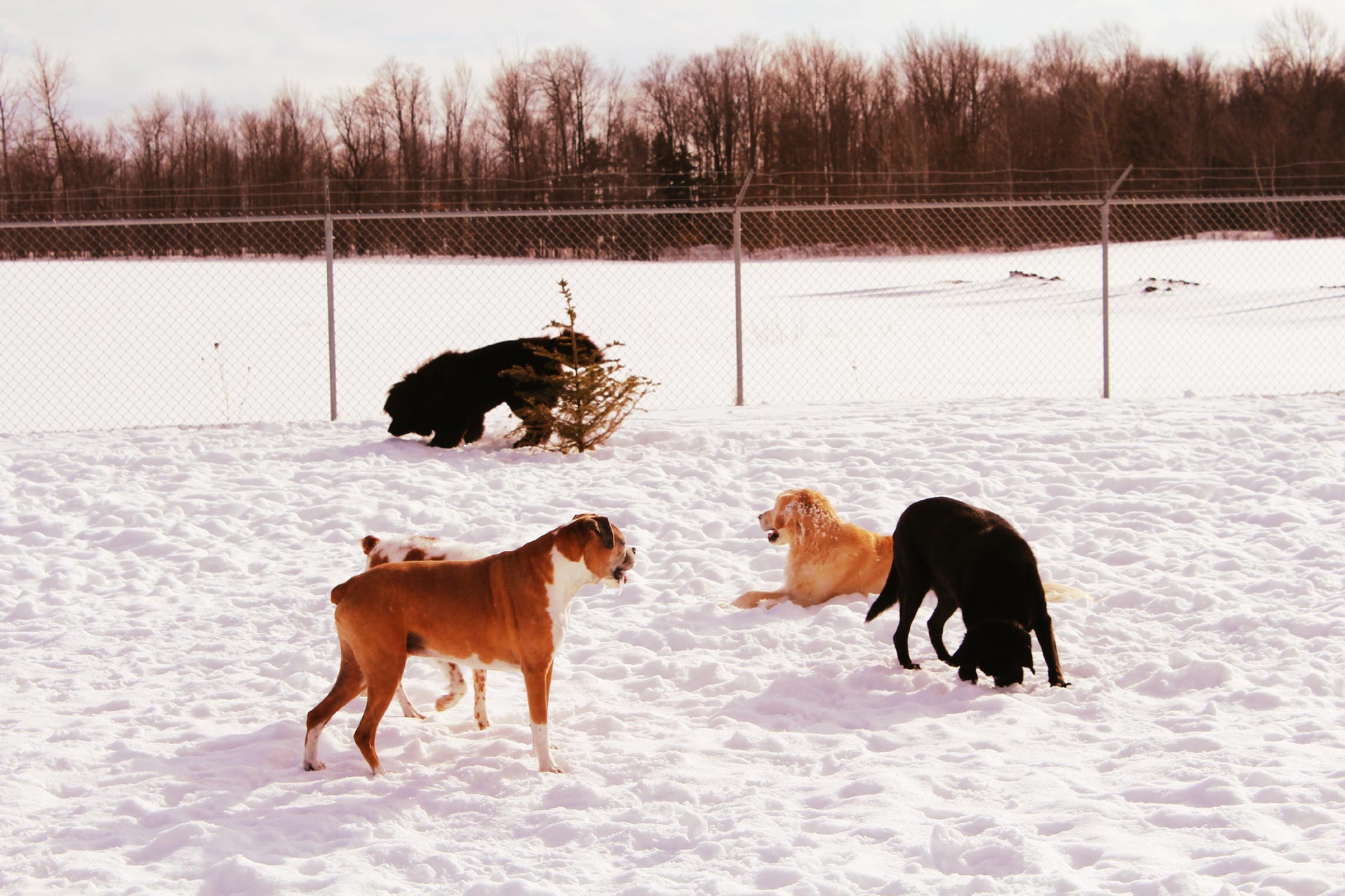 Lots of dogs
