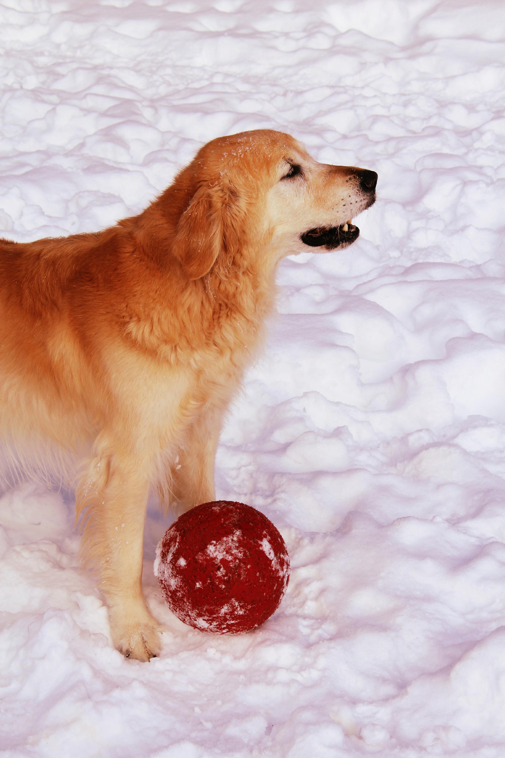 Dog with play ball