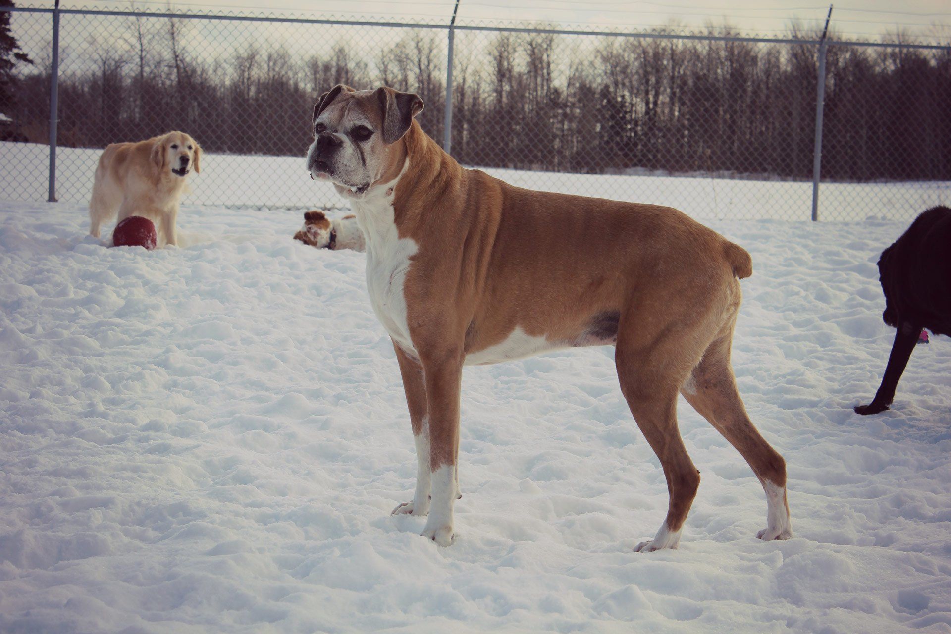 Tall Dog